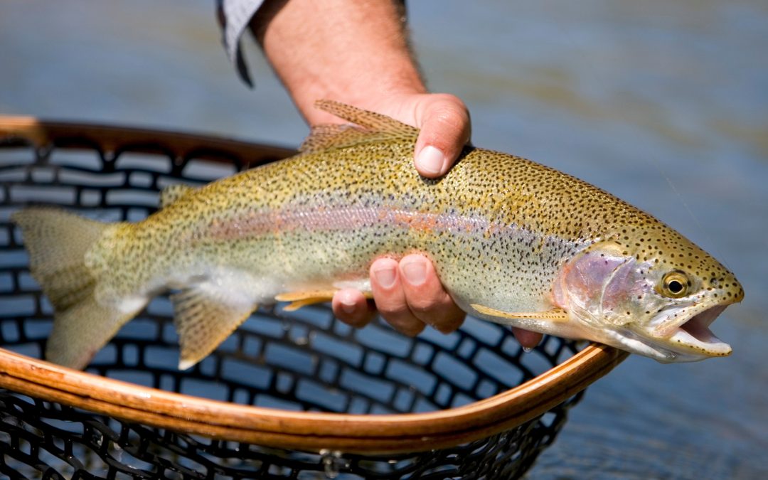 Discovering the Best Spots for Trout Fishing in Stockport: A Complete Guide