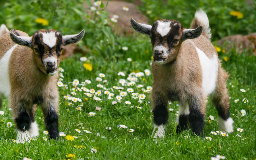 Discover Family-Friendly Fun at Nixon’s Farm Shop in Cheadle, Cheshire