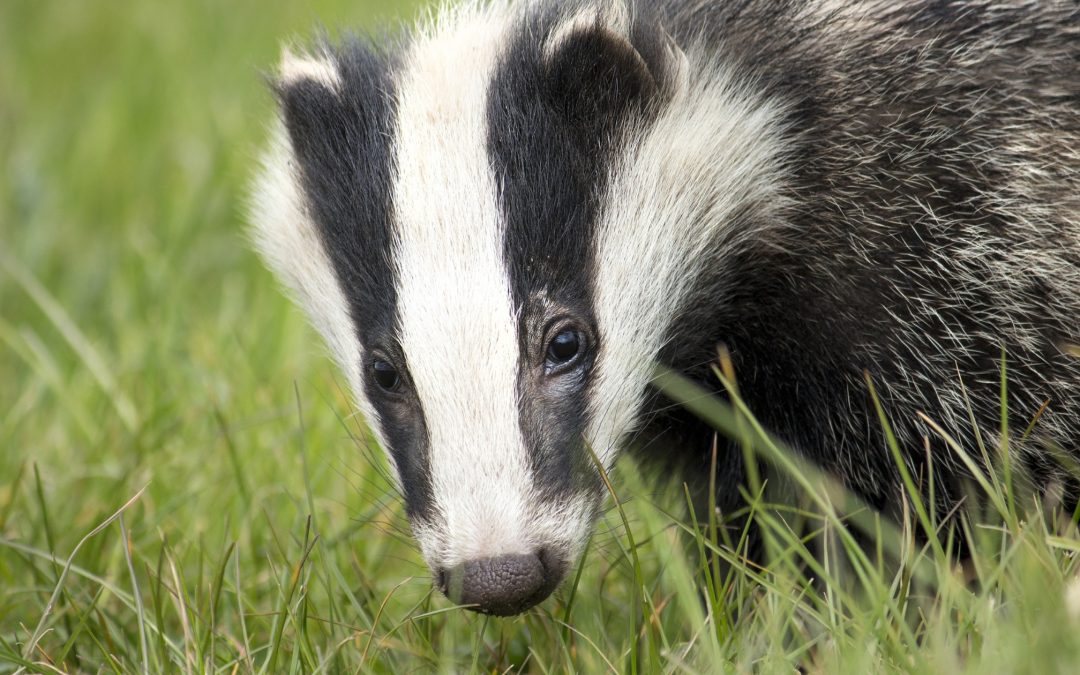 Explore Nature: Guide to Wildlife Spotting for Kids in Stockport Reserves