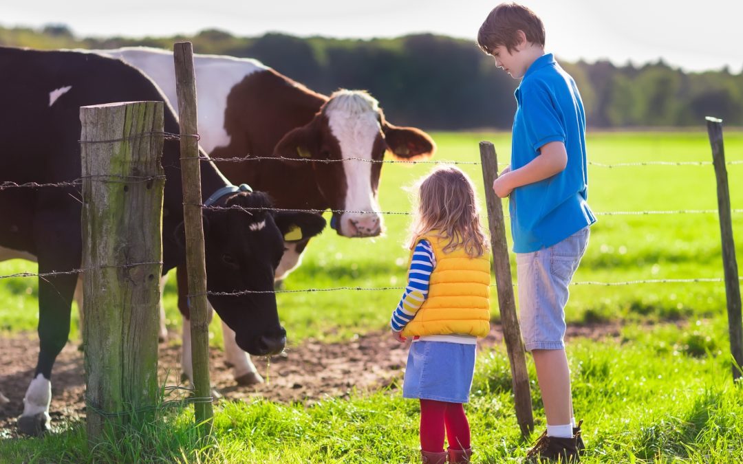 Ultimate Guide to Reddish Vale Farm: Hours, Fees & How to Visit ...