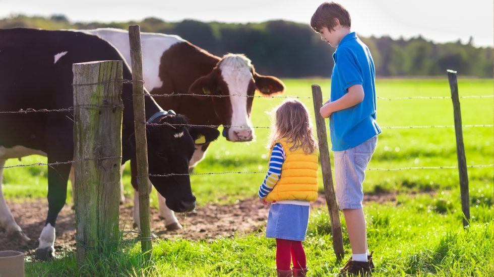 Ultimate Guide to Reddish Vale Farm: Hours, Fees & How to Visit ...