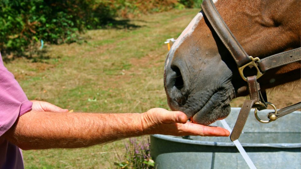 Ultimate Guide to Reddish Vale Farm: Hours, Fees & How to Visit ...