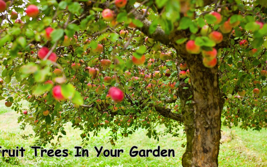 Grow Fruit Trees in Your Garden